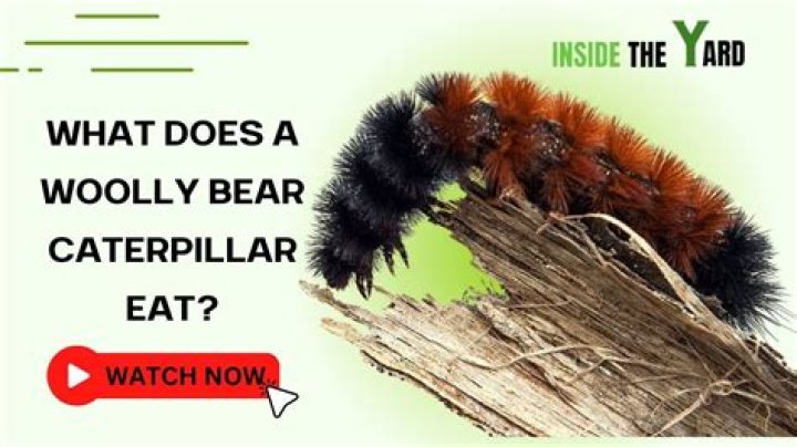How do you take care of a wooly bear caterpillar