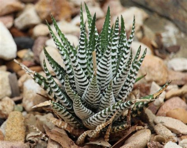 How do you take care of haworthia Fasciata