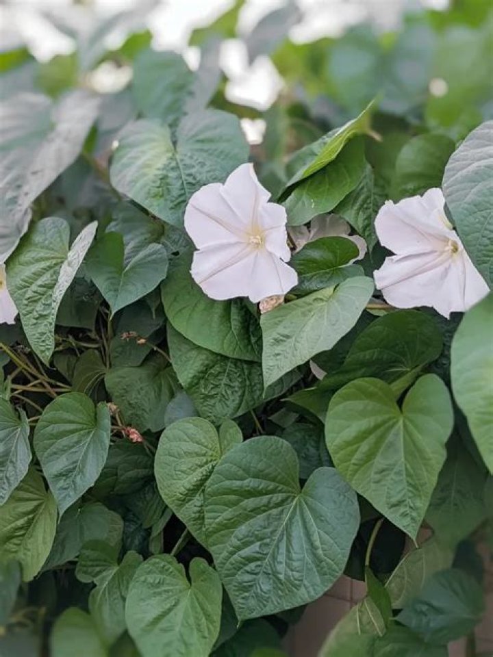 How do you take care of moonflowers