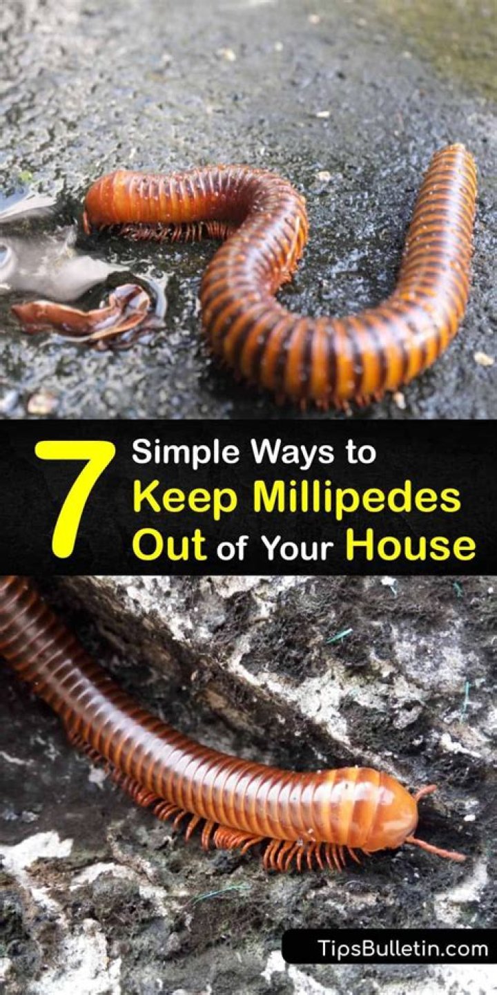 How do you take care of small millipedes