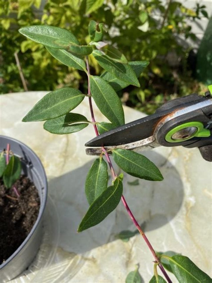 How do you take cuttings from honeysuckle