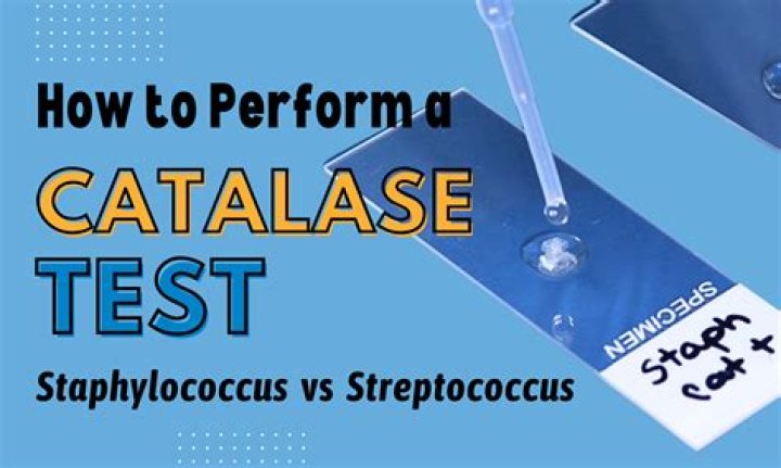 How do you test catalase activity