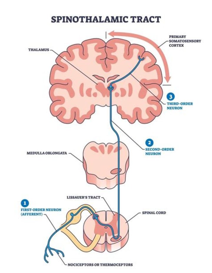 How do you test for Spinothalamic tract
