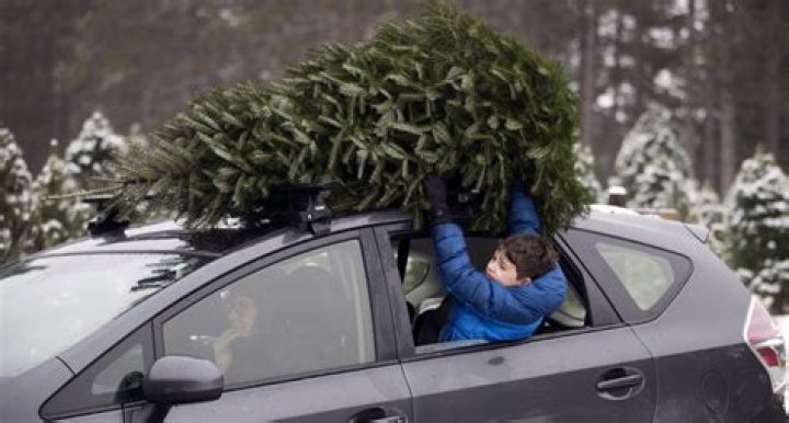 How do you tie down a Christmas tree to a car