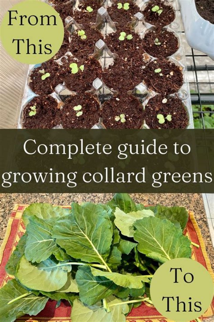 How do you transplant collard seedlings