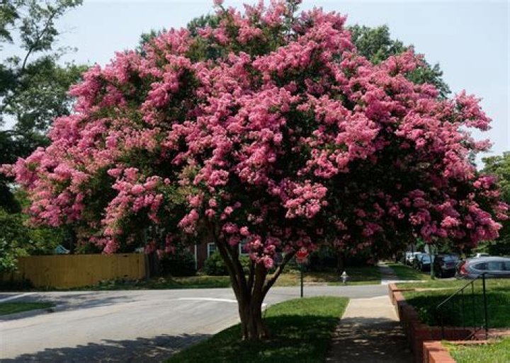 How do you treat bark and crepe myrtle scale