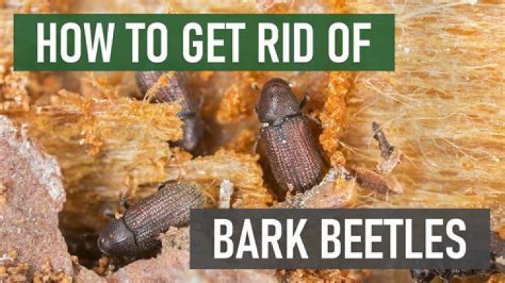 How do you treat bark beetles