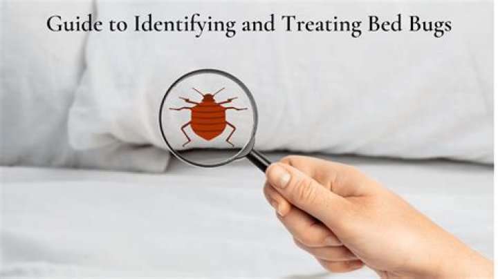 How do you treat bed bugs at home