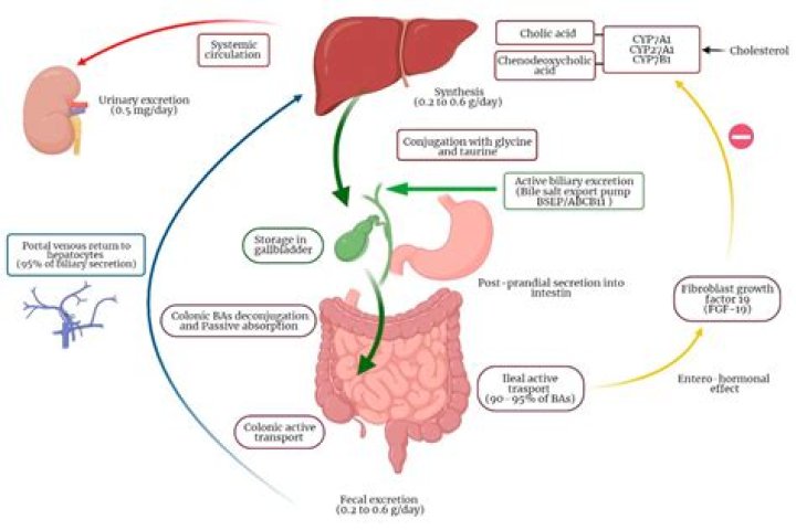 How do you treat malabsorption of fat