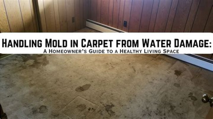 How do you treat mold from water damage