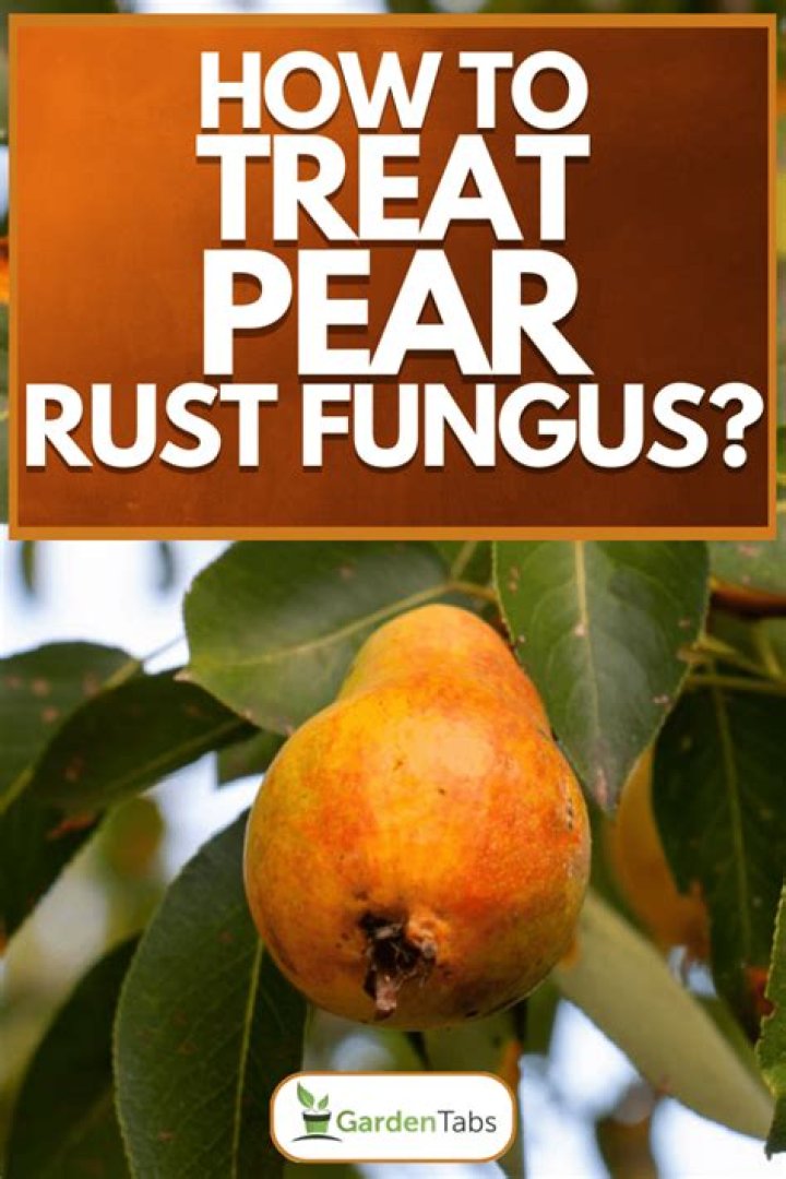 How do you treat pear blister mites