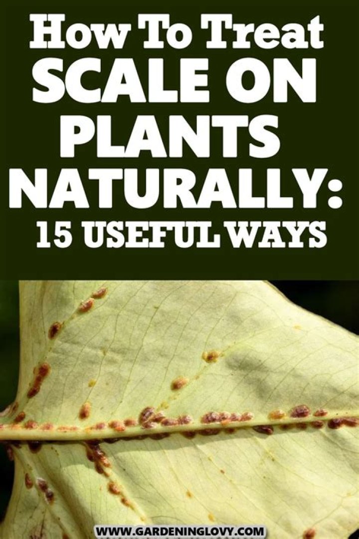 How do you treat scales on plants