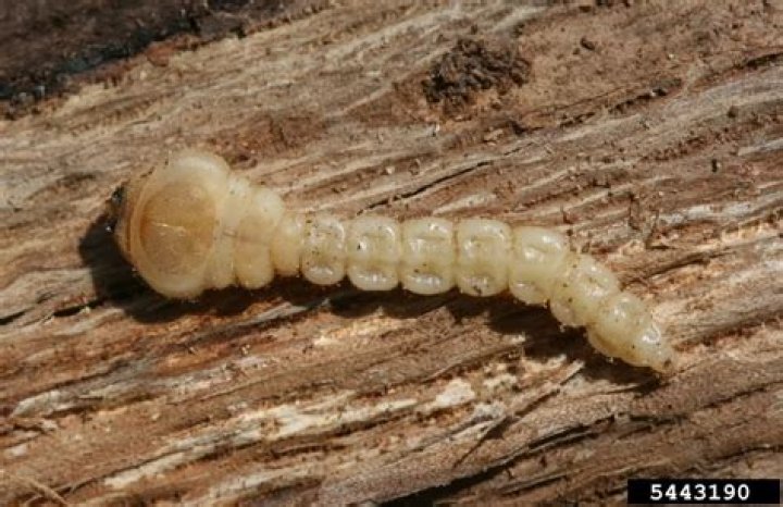 How do you treat tree boring insects