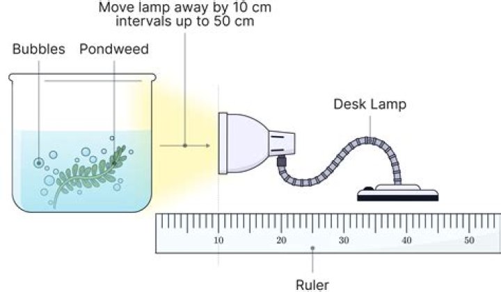How do you vary light intensity in an experiment