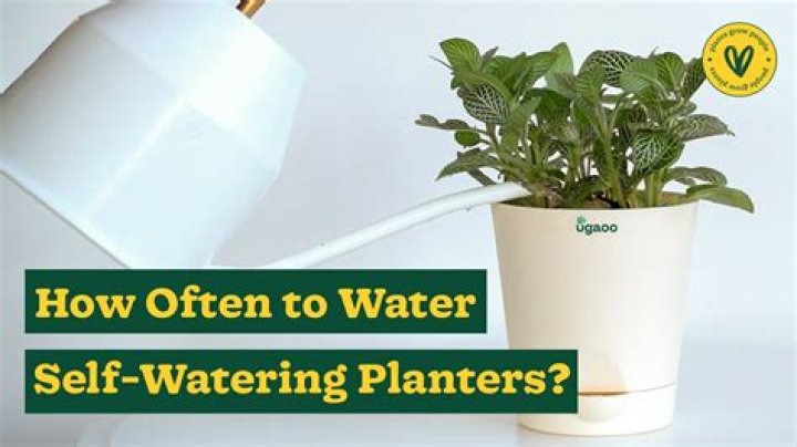 How do you water a planter