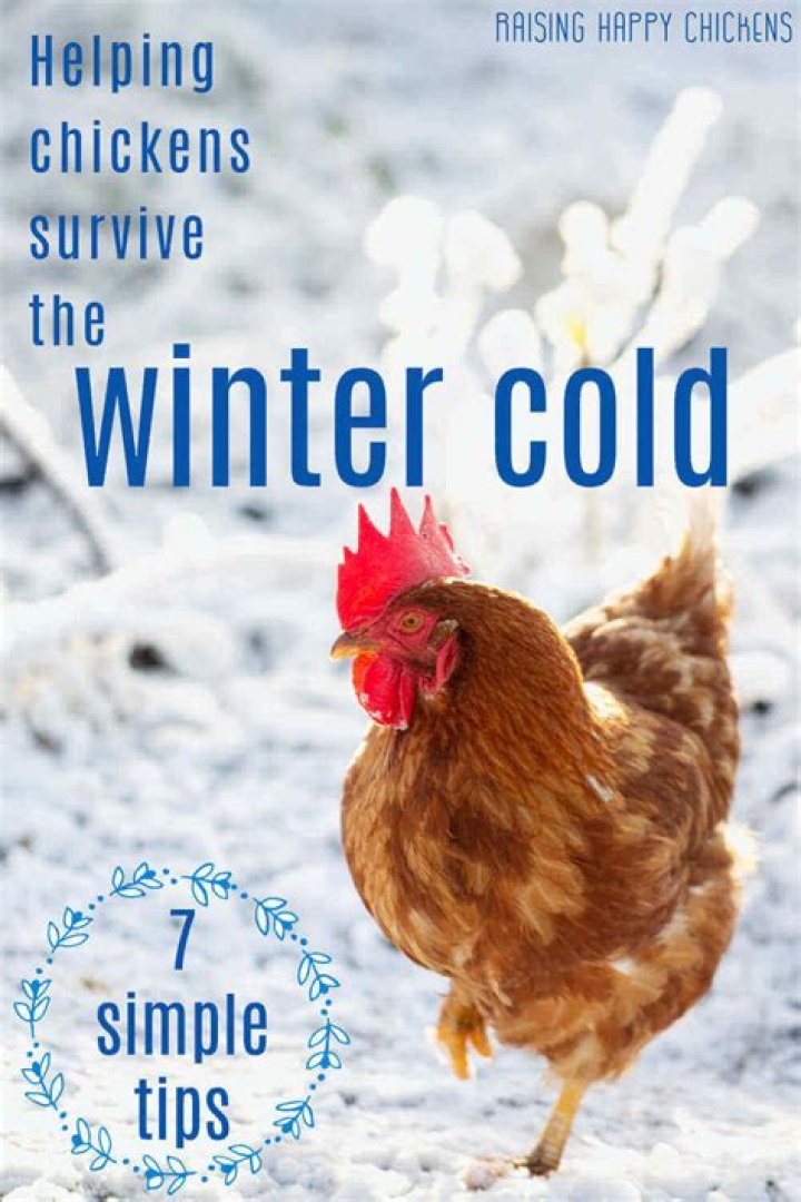 How do you water chickens in the winter