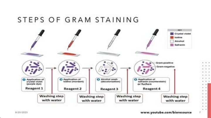 How do you write practical Gram stain