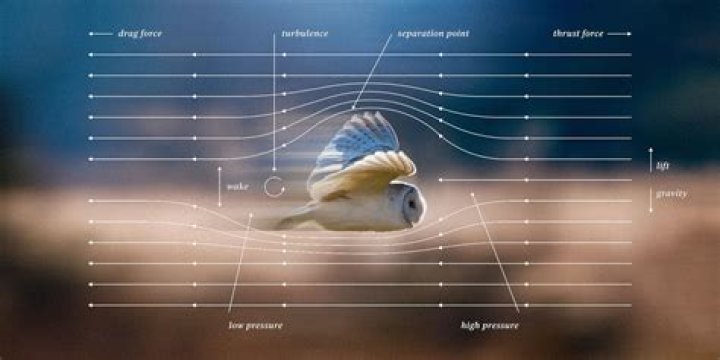 How does a birds wing work