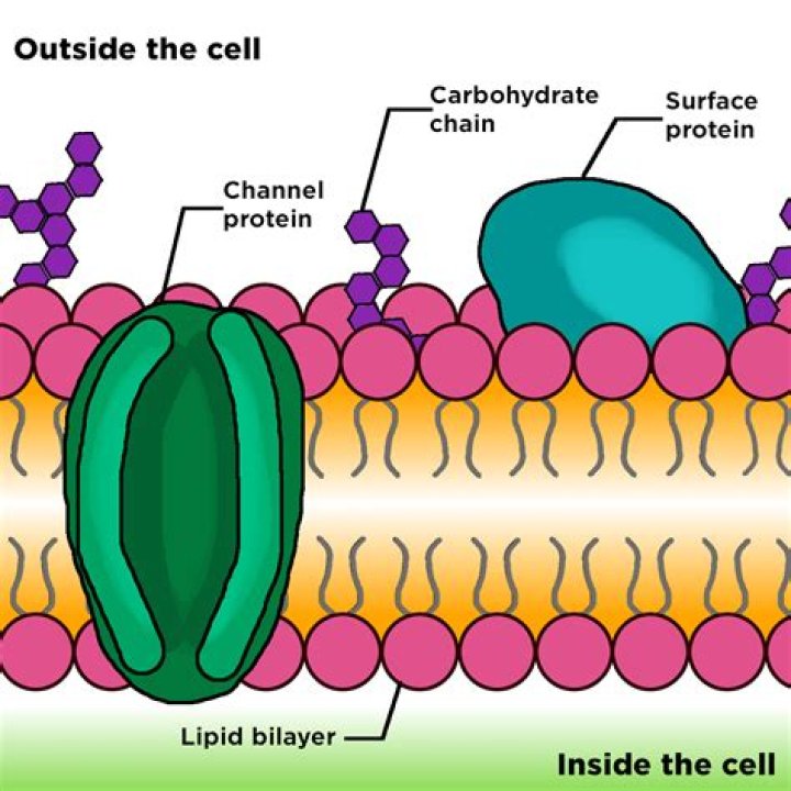 How does a cell make protein
