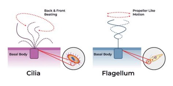 How does a flagella move