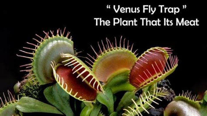 How does a fly trap plant work