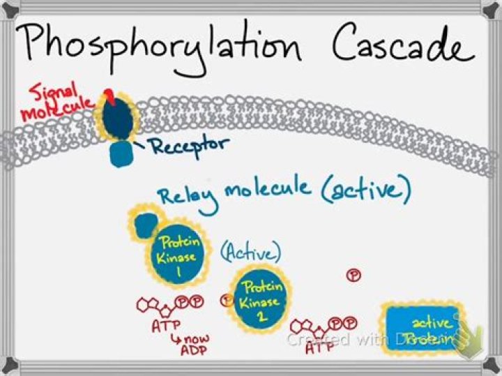 How does a phosphorylation cascade work