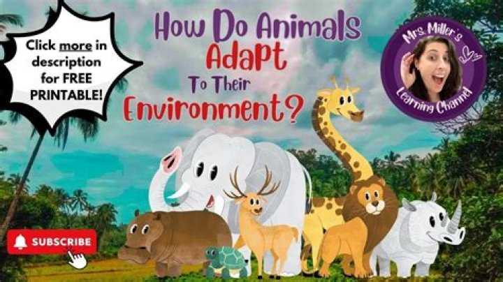 How Does a Tiger adapt to survive in its environment