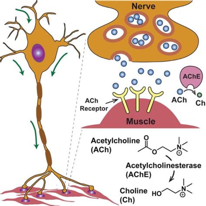 How does acetylcholine generate an action potential