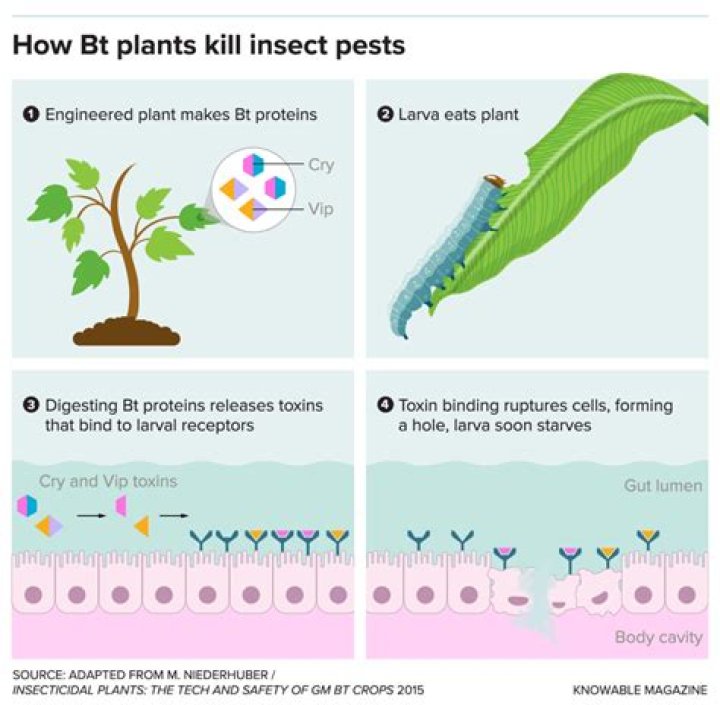 How does Atrazine work to kill plants