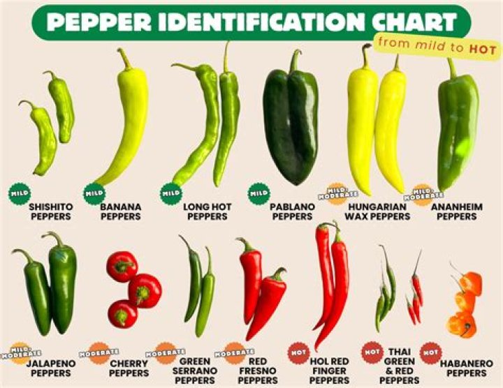 How does bird pepper look like