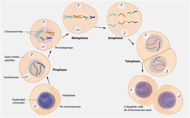 How does cancer happen in mitosis