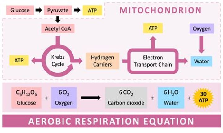 How does cellular respiration relate to energy coupling