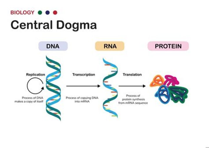 How does central dogma work