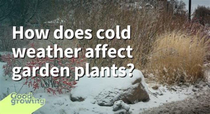 How does cold weather affect plants