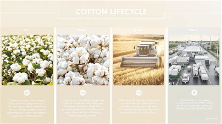How does cotton affect society