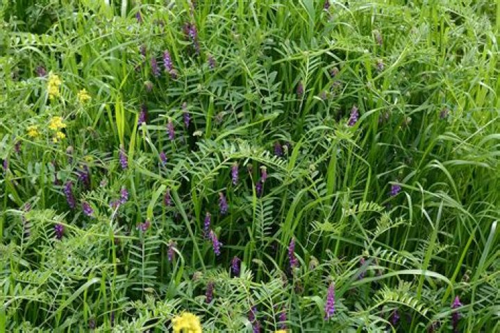 How does crown vetch spread