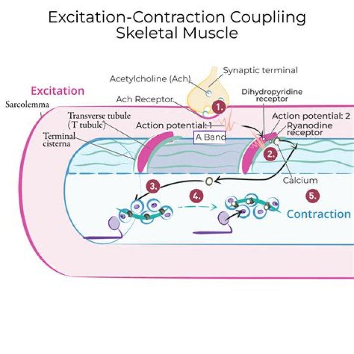 How does depolarisation of the motor end plate result in skeletal muscle contraction