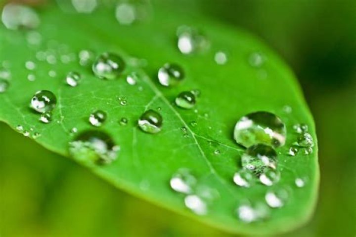 How does dew get on grass