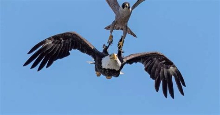 How does Eagle kill its prey