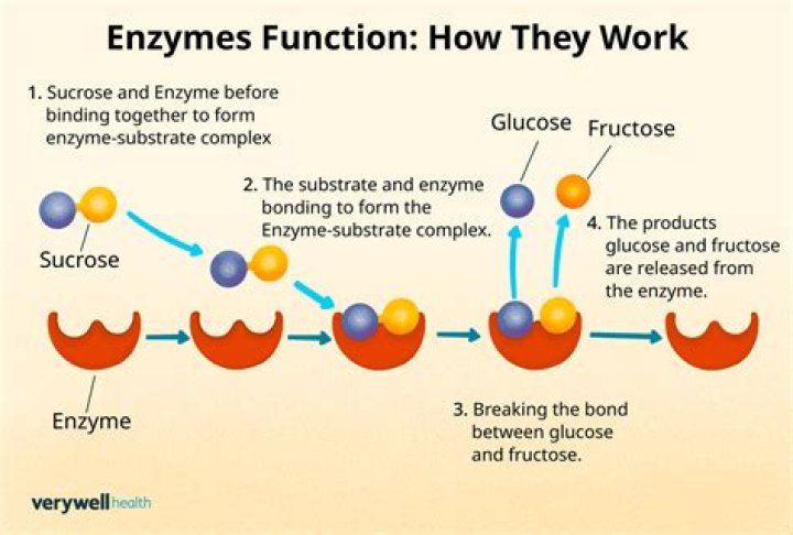 How does enzyme work