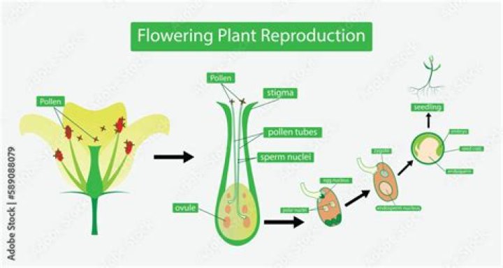 How does flower reproduce