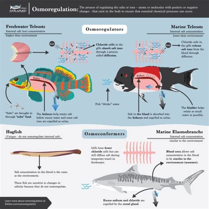 How does fresh water fish regulate Osmoregulation