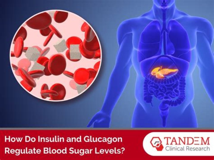 How does insulin regulate the sugar level in blood