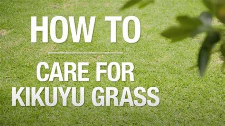 How does Kikuyu spread
