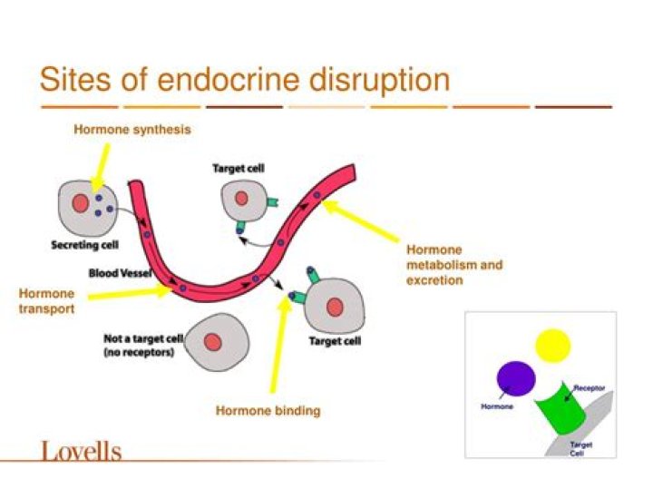 How does lead disrupt the endocrine system