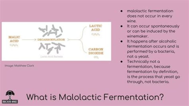 How does malolactic fermentation start