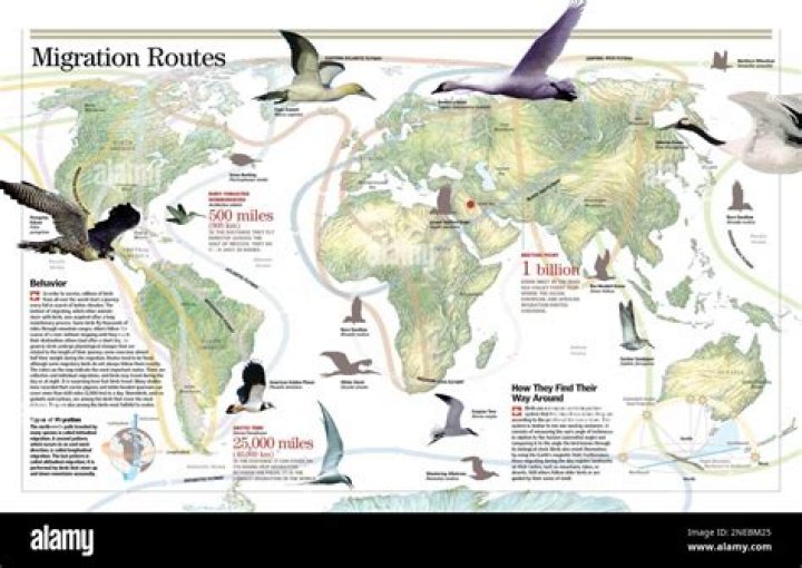 How does migration affect animals