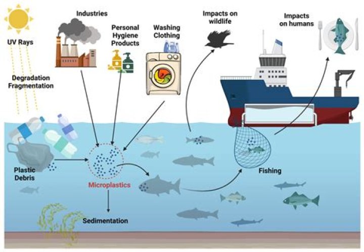 How does oil spill affect aquatic plants and animals