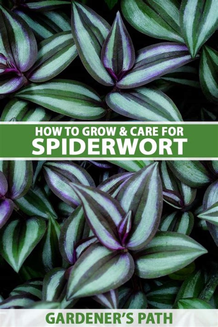 How does spiderwort spread