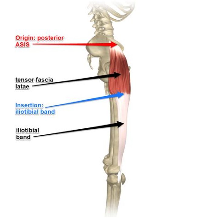 How does tensor fascia lata medially rotate